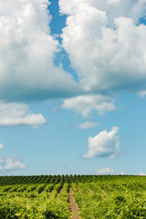 Fototapeta na wymiar Vineyards against the blue sky