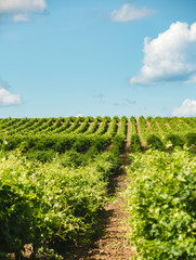 Fototapeta na wymiar vineyard in provence france