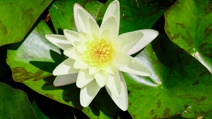 Seerosenblüte im Teich 