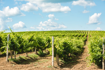 Fototapeta na wymiar Vineyards against the blue sky