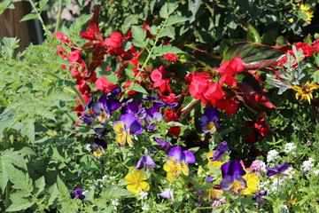 Flowers from South Haven Michigan