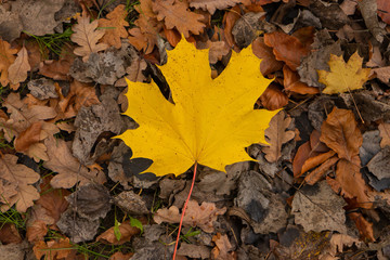 yellow maple leaf on the forest floor