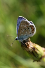 butterfly on leaf