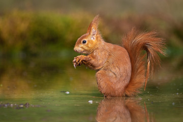 Eurasian Red Squirrel in the water