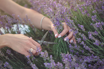 Collecting lavender at sunset
