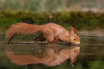 Tableau sur aluminium  Eurasian Red Squirrel in the water  © Wim
