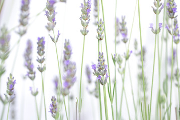 Lavender flowers isolated on white background