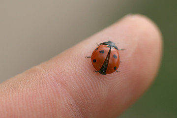 ladybird on finger