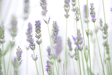 Fototapeta premium Lavender flowers isolated on white background