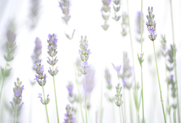 Fototapeta premium Lavender flowers isolated on white background