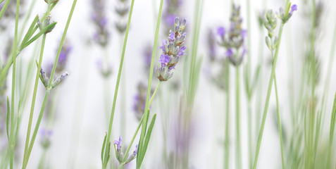 Lavender flowers isolated on white background