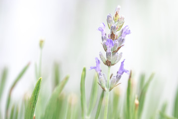 Fototapeta premium Lavender flowers isolated on white background
