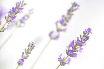 Naklejka premium Lavender flowers isolated on white background