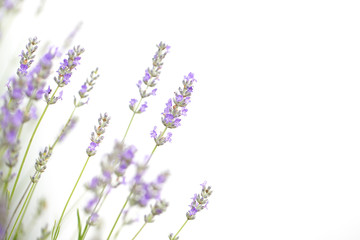 Lavender flowers isolated on white background