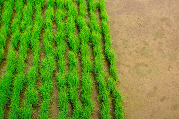 Organic green rice plant sprouts in early growth phase. Rice plantation in paddy field's flooded soil. With copy space.