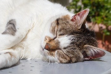 Close-up on the head of a tabby cat lying on a garden table