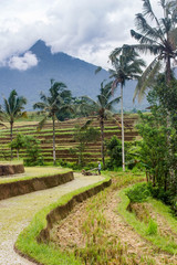 Fototapeta premium Unidentified man plowing soil with walking tractor, preparing space to plant rice. Paddy fields in Jatiluwih, Indonesia