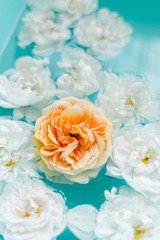 Tenderness floral texture of roses in water on blue background