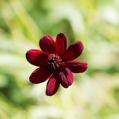 Fleur de cosmos atrosanguineus (Cosmos chocolat) aux p&eacute;tales pourpre fonc&eacute;
