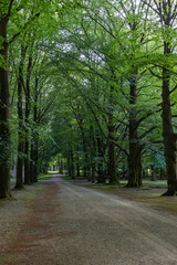 One of the stately driveways with tall trees at Soestdijk Palace, Netherlands