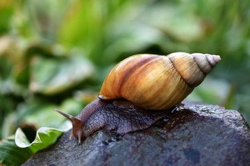 Achatina snail crawling on the stone 