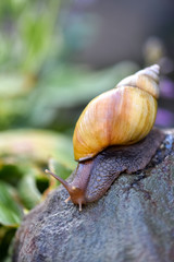 Achatina snail crawling on the stone 