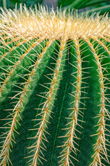 Classic round cactus with many spines
