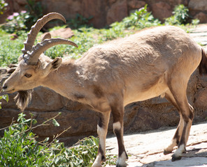 Wildlife Mountain Goat