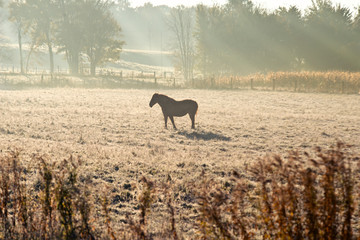 Obraz na płótnie Canvas Horse in Silhouette in Morning Mist