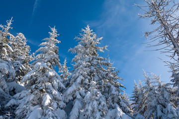 Clear Day Snowy Pine
