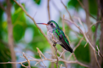 hummingbird