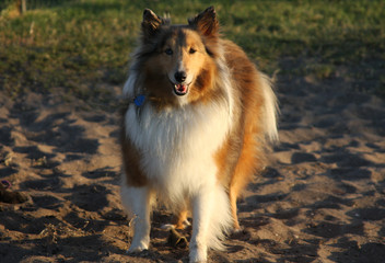 A Shetland Sheepdog, or Sheltie, enjoying a sunny day at the dog park. 