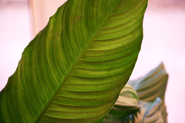 Spathiphyllum