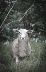 Obraz na płótnie Canvas a sheep at the Lysefjord