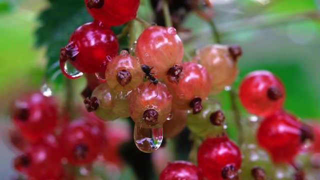 Ant walk on red ribes berries in macro