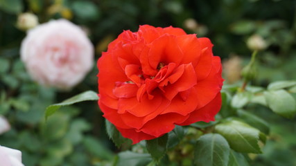 Red rose blossom close up