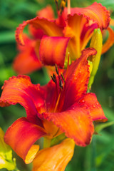 Obraz na płótnie Canvas Orange day lily flowers in a garden in the summer