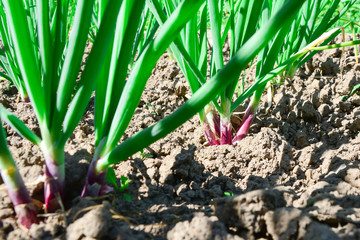 close-up of growing onion plantation in the vegetable garden. Lush bunches of green onions growing in the garden close-up. Organic growing onions. Close up of organic onions growing in the ground.