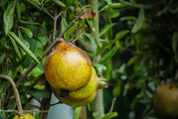Ripe pomegranate fruit on tree branch
