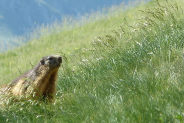 Marmotte