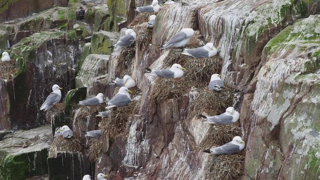Kittiwake (Rissa tridactyla) nesting on a cliff.