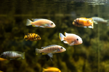 Obraz premium Exotic sea fishes in a aquarium