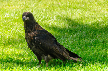 Close-up of a Striated Caracara -Phalcoboenus australis- on Carcass Island, the Falklands