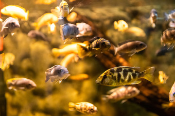 Exotic sea fishes in a aquarium