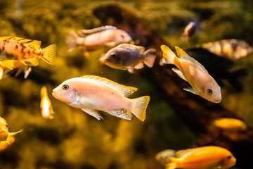 Obraz premium Exotic sea fishes in a aquarium