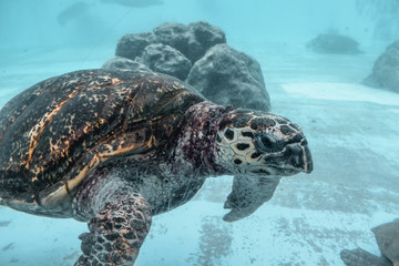 Kareta sea turtle flowing in a water tank in Aquarium in Naha Okinawa Japan