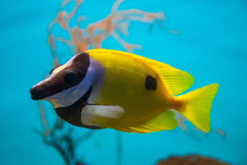 Exotic sea fishes in a aquarium