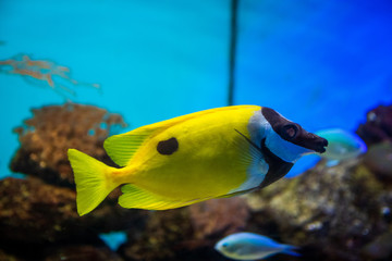 Naklejka na ściany i meble Exotic sea fishes in a aquarium