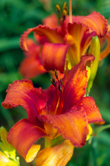 Fototapeta premium Orange day lily flowers in a garden in the summer
