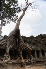 giant white tree growing on stone ruins of crashed temple in Cambodia